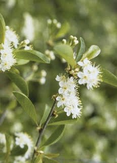 The native bitter cherry (Prunus emarginata) is a pollinator-friendly tree with abundant wildlife benefits. It grows quickly and has a relatively short life span of 30 to 50 years.